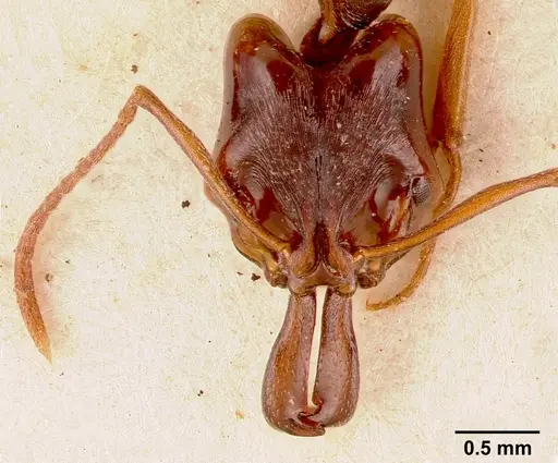 Anochetus africanus specimen SAM-HYM-C002513A image sam-hym-c002513a_2