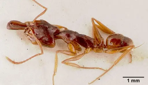 Anochetus africanus specimen SAM-HYM-C002513A image sam-hym-c002513a_3