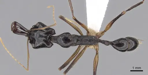 Anochetus agilis specimen CASENT0281878 image casent0281878_1