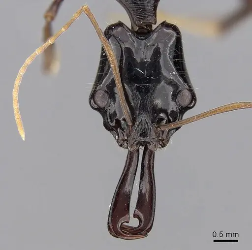 Anochetus agilis specimen CASENT0281878 image casent0281878_2