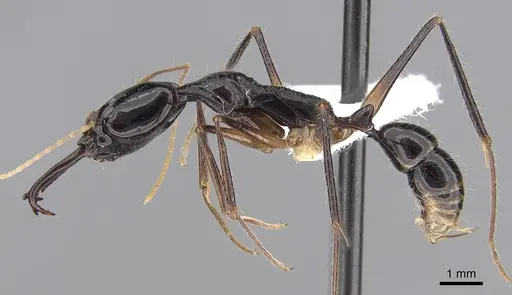 Anochetus agilis specimen CASENT0281878 image casent0281878_3