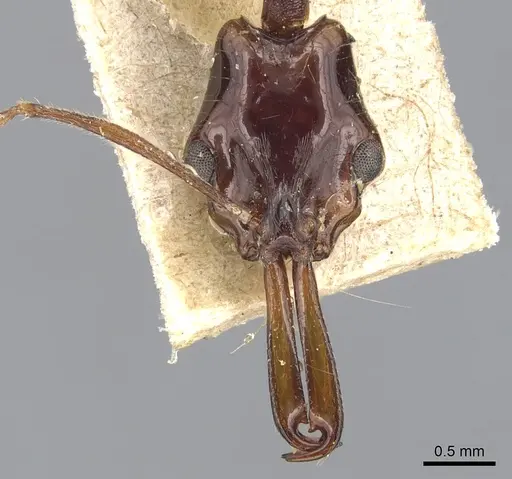 Anochetus agilis specimen CASENT0903984 image casent0903984_2