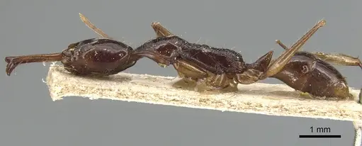 Anochetus agilis specimen CASENT0903984 image casent0903984_4