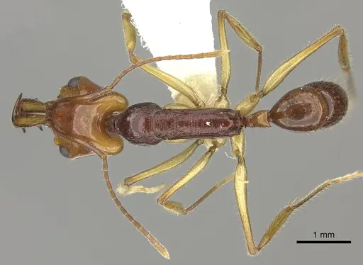 Anochetus alae specimen CASENT0260513 image casent0260513_1