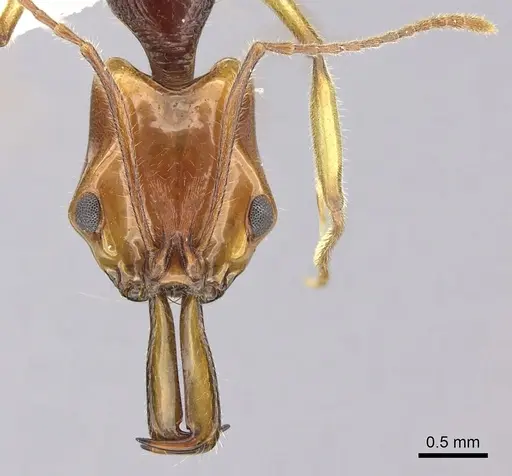 Anochetus alae specimen CASENT0260513 image casent0260513_2
