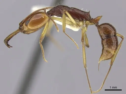 Anochetus alae specimen CASENT0260513 image casent0260513_3