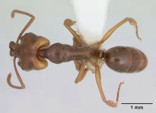 Anochetus altisquamis specimen CASENT0173533 image casent0173533_1