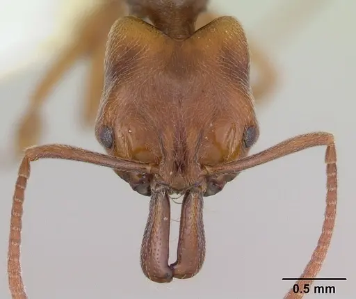 Anochetus altisquamis specimen CASENT0173533 image casent0173533_2