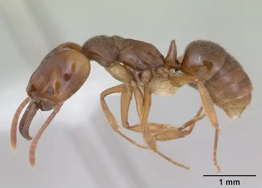 Anochetus altisquamis specimen CASENT0173533 image casent0173533_3