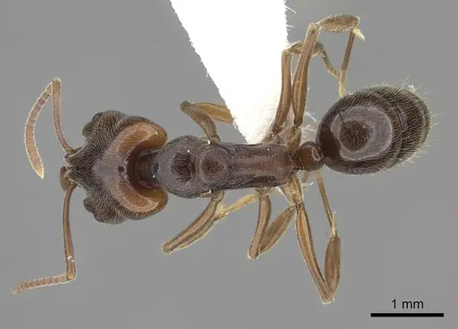Anochetus altisquamis specimen CASENT0260487 image casent0260487_1