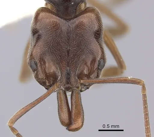 Anochetus altisquamis specimen CASENT0260487 image casent0260487_2