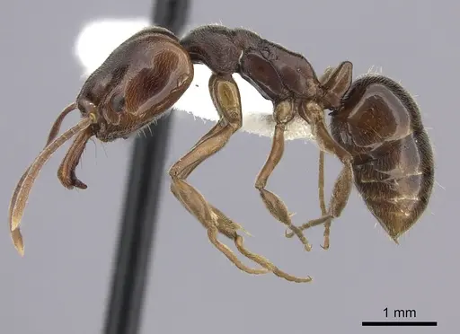 Anochetus altisquamis specimen CASENT0260487 image casent0260487_3