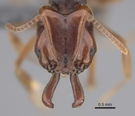 Anochetus altisquamis specimen CASENT0381057 image casent0381057_2