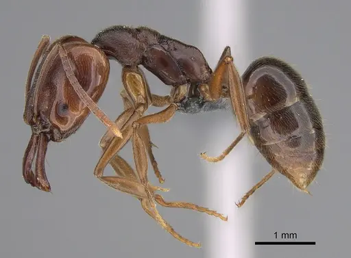 Anochetus altisquamis specimen CASENT0381057 image casent0381057_3