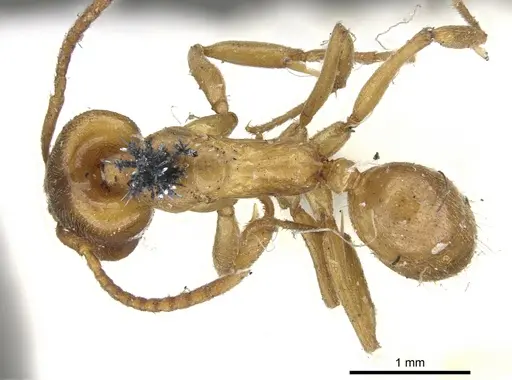 Anochetus altisquamis specimen CASENT0902433 image casent0902433_1