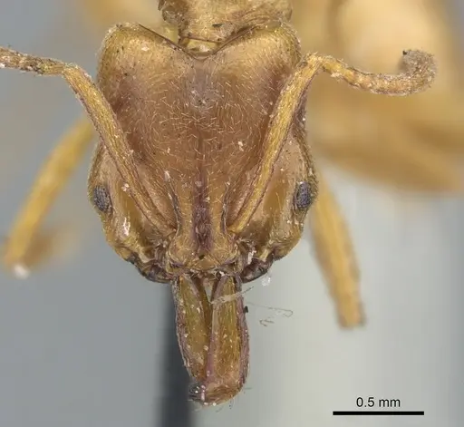 Anochetus altisquamis specimen CASENT0902433 image casent0902433_2