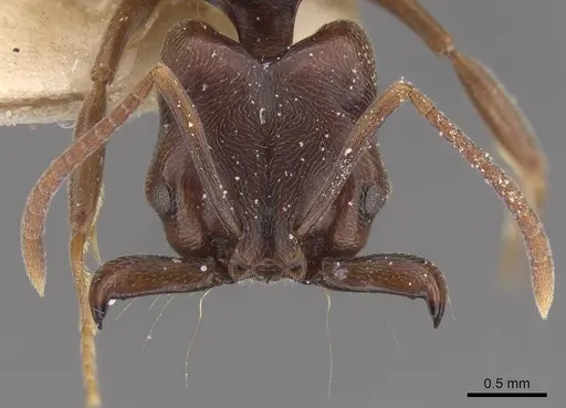 Anochetus altisquamis specimen CASENT0915154 image casent0915154_2