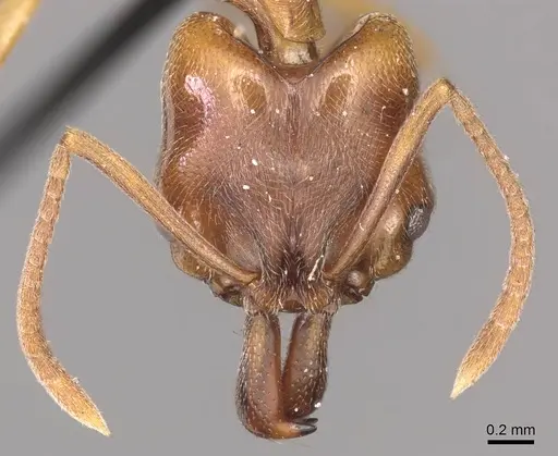 Anochetus altisquamis specimen CASENT0915885 image casent0915885_2