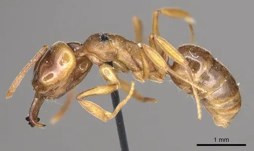 Anochetus altisquamis specimen CASENT0915885 image casent0915885_3
