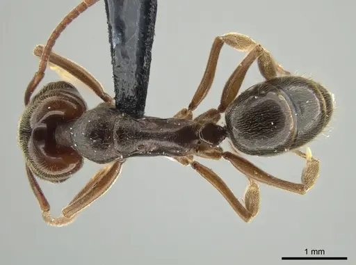 Anochetus altisquamis specimen DZUP549114 image dzup549114_1