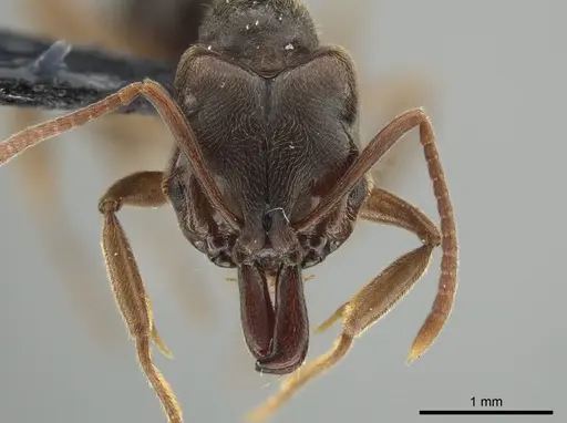Anochetus altisquamis specimen DZUP549114 image dzup549114_2