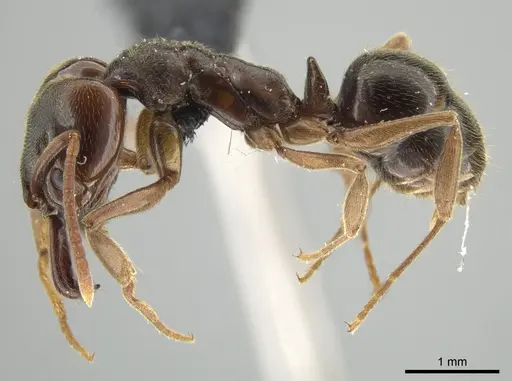 Anochetus altisquamis specimen DZUP549114 image dzup549114_3