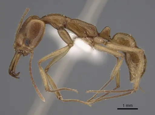 Anochetus angolensis specimen CASENT0810436 image casent0810436_1