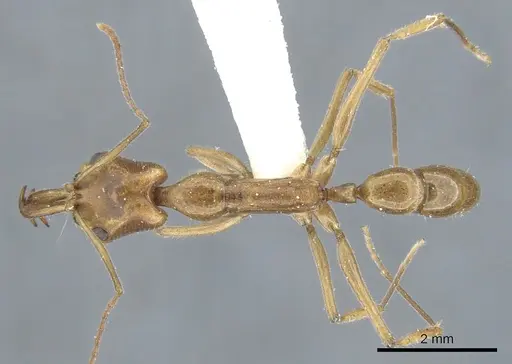 Anochetus angolensis specimen CASENT0902454 image casent0902454_1