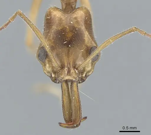 Anochetus angolensis specimen CASENT0902454 image casent0902454_2