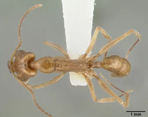 Anochetus angolensis specimen CASTYPE13133 image castype13133_1