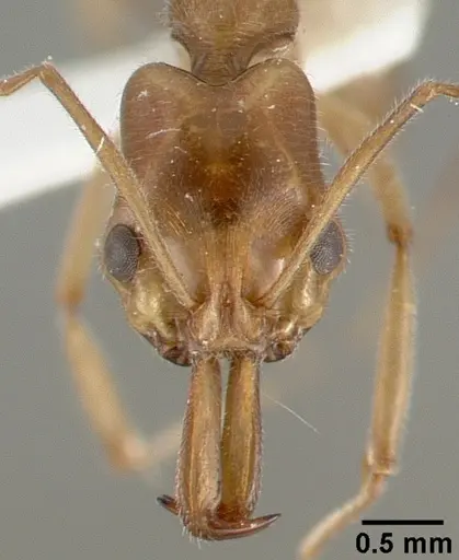 Anochetus angolensis specimen CASTYPE13133 image castype13133_2