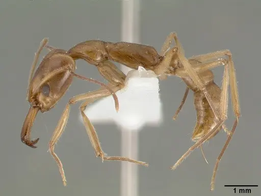 Anochetus angolensis specimen CASTYPE13133 image castype13133_3