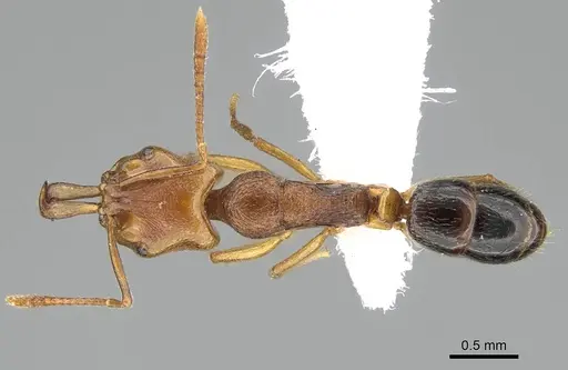 Anochetus annetteae specimen CASENT0919949 image casent0919949_1