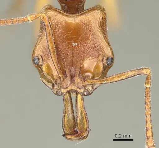 Anochetus annetteae specimen CASENT0919949 image casent0919949_2