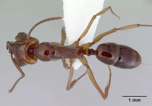 Anochetus armstrongi specimen CASENT0172378 image casent0172378_1