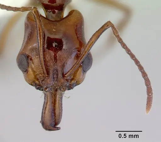 Anochetus armstrongi specimen CASENT0172378 image casent0172378_2