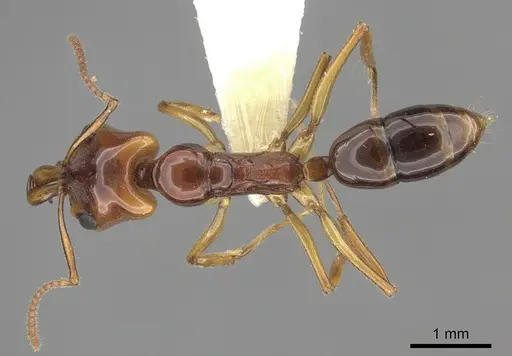 Anochetus armstrongi specimen CASENT0260488 image casent0260488_1