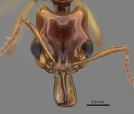 Anochetus armstrongi specimen CASENT0260488 image casent0260488_2