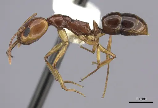 Anochetus armstrongi specimen CASENT0260488 image casent0260488_3