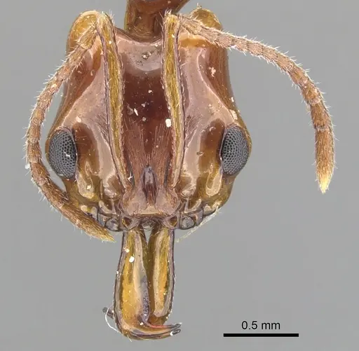 Anochetus armstrongi specimen CASENT0902449 image casent0902449_3