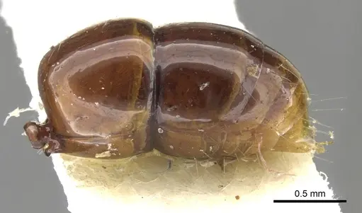Anochetus armstrongi specimen CASENT0902449 image casent0902449_5