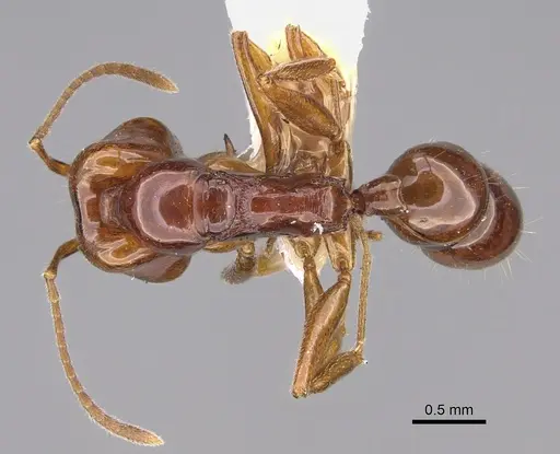 Anochetus avius specimen CASENT0887806 image casent0887806_1