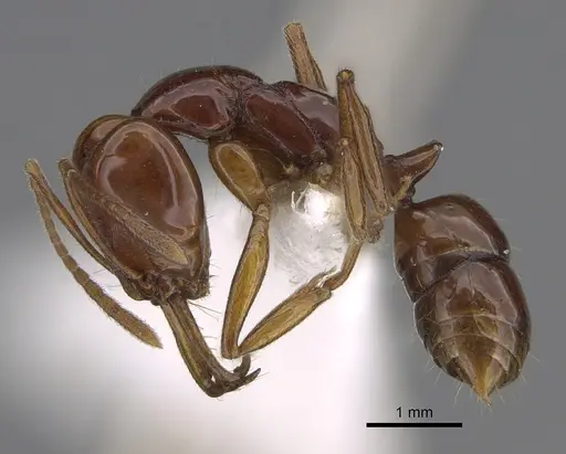 Anochetus avius specimen CASENT0887806 image casent0887806_3