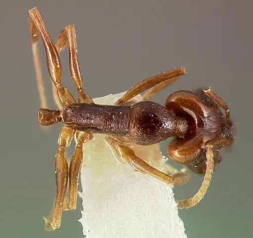 Anochetus bequaerti specimen CASENT0003146 image casent0003146_1