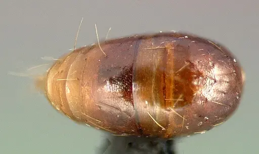 Anochetus bequaerti specimen CASENT0003146 image casent0003146_2