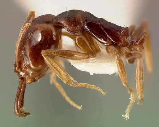 Anochetus bequaerti specimen CASENT0003146 image casent0003146_4