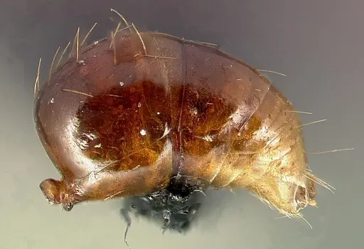 Anochetus bequaerti specimen CASENT0003146 image casent0003146_5