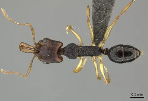 Anochetus bequaerti specimen CASENT0235368 image casent0235368_1