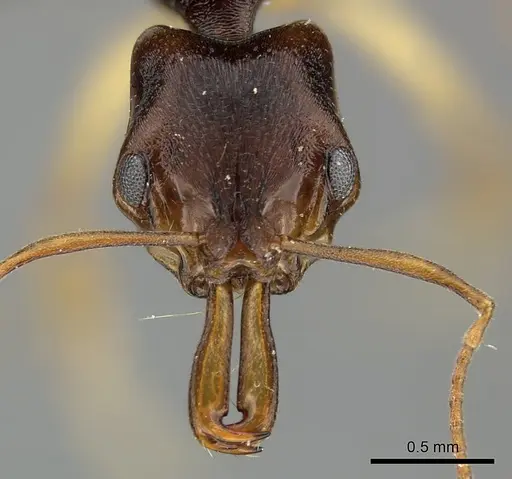 Anochetus bequaerti specimen CASENT0235368 image casent0235368_2