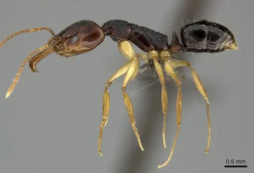 Anochetus bequaerti specimen CASENT0235368 image casent0235368_3